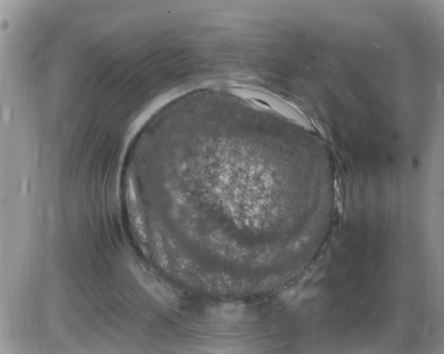 X0000085310196200703231932