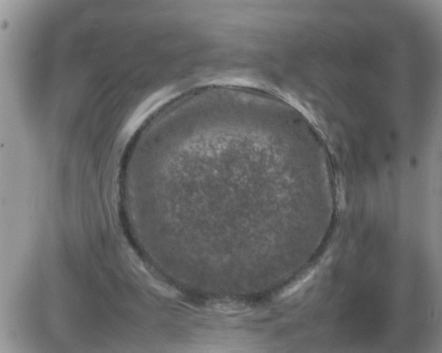 X0000085310199200703231932