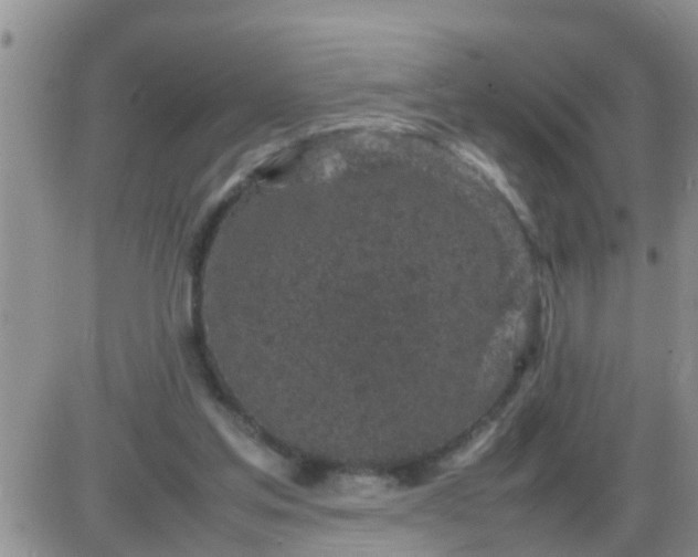 X0000085310205200703231932