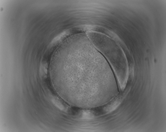 X0000085310264200703231931