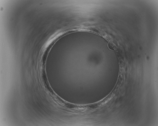 X0000085310295200703231931