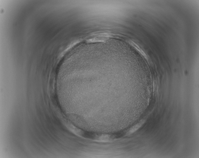 X0000085310301200703231930