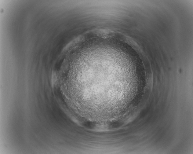 X0000085310335200703231930