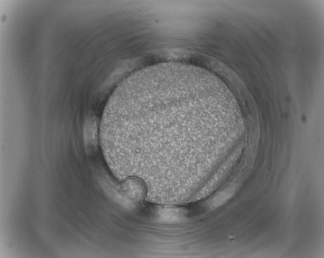 X0000085310336200703231930