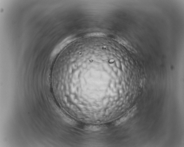 X0000085310341200703231929