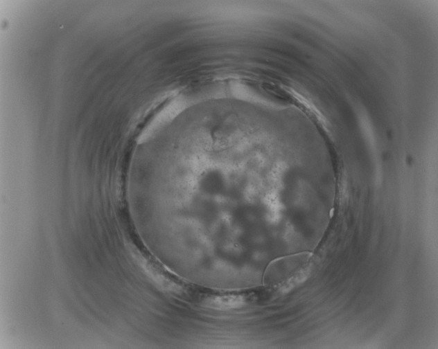 X0000085310353200703231929