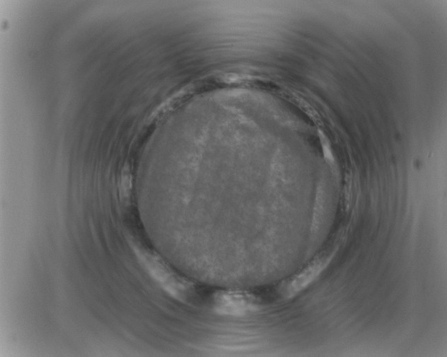 X0000085310372200703231930