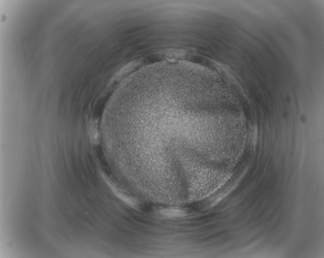 X0000085310383200703231930