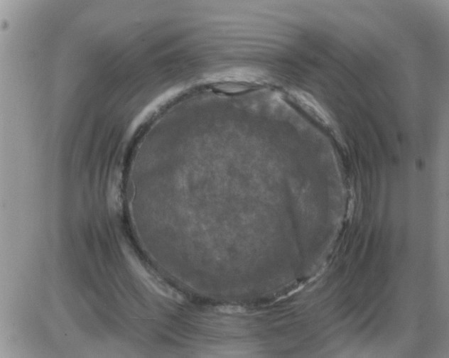 X0000085310392200703231929