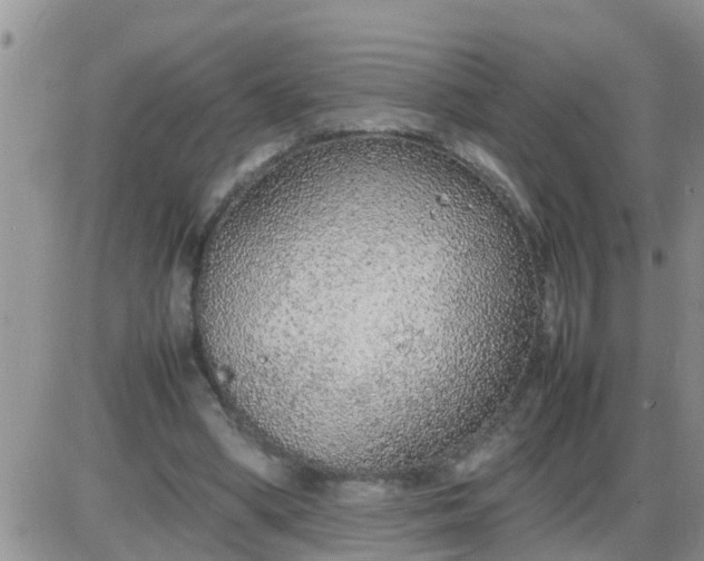 X0000085310394200703231929