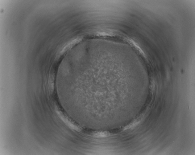 X0000085310402200703231929