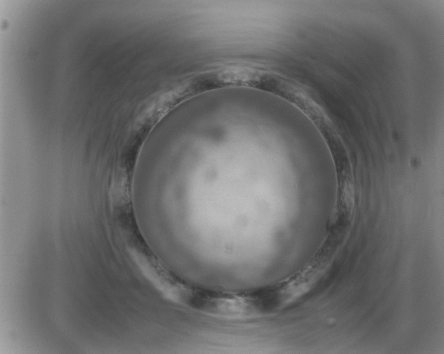 X0000085310411200703231929