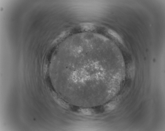 X0000085310417200703231929