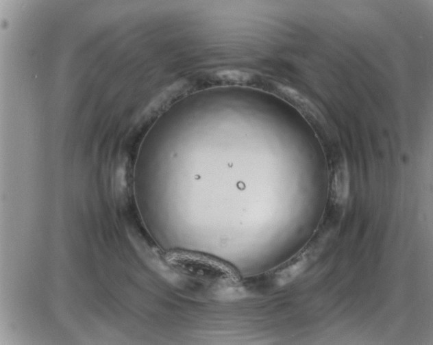 X0000085310424200703231928