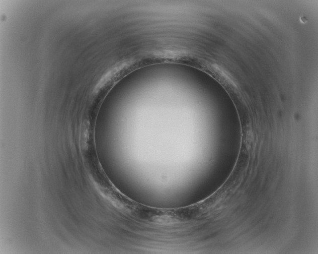 X0000085310544200703231926