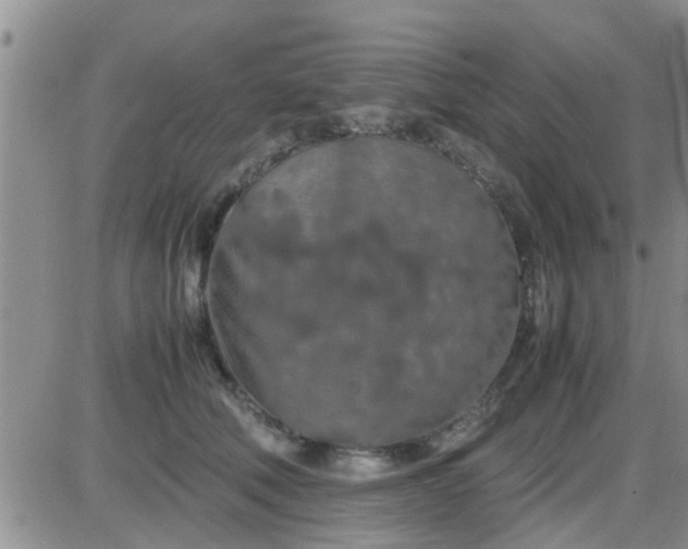 X0000085310610200703231925