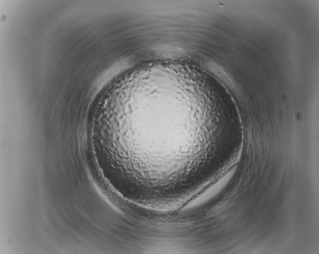 X0000085310630200703231924