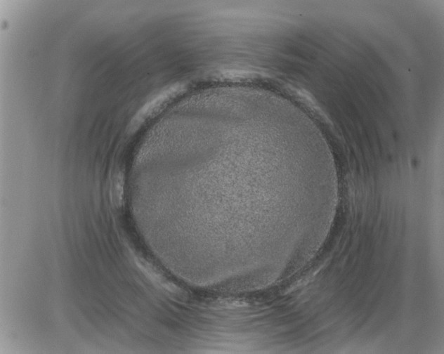 X0000085310640200703231925