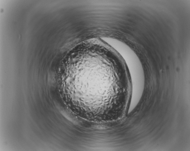 X0000085310654200703231925