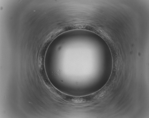 X0000085310693200703231924