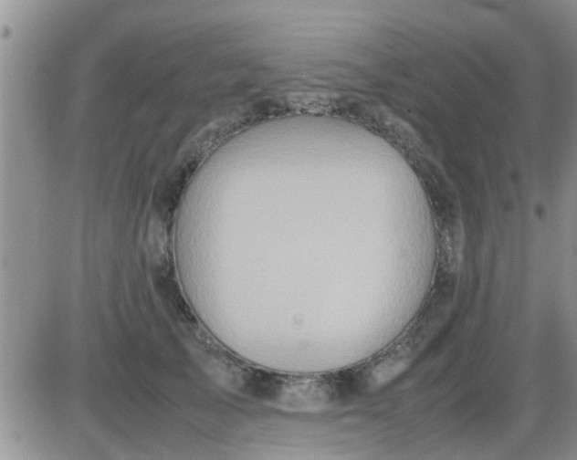 X0000085310705200703231924