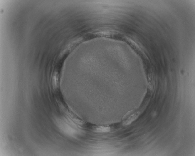 X0000085310718200703231924