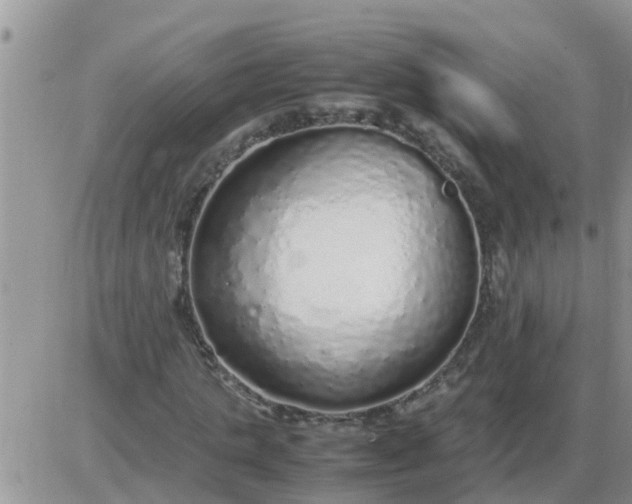 X0000085310821200703231921