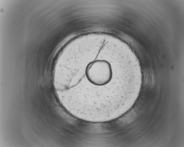 X0000085310828200703231921