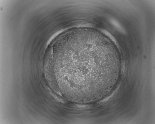 X0000085310829200703231921