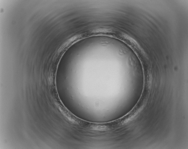 X0000085310833200703231921