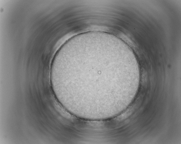 X0000085310836200703231921