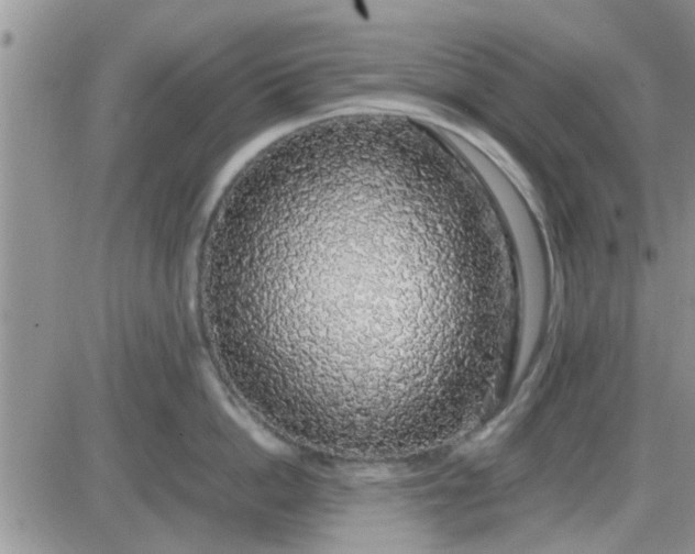 X0000085310862200703231922