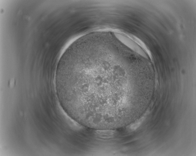 X0000085310863200703231922