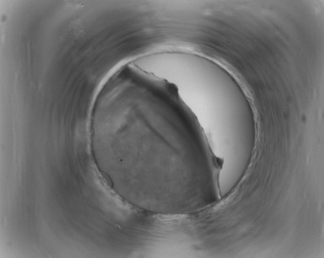 X0000085310864200703231922