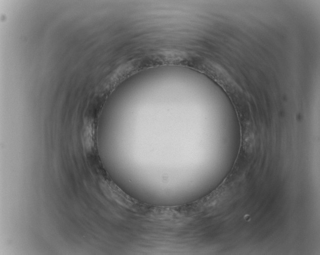 X0000085310866200703231921