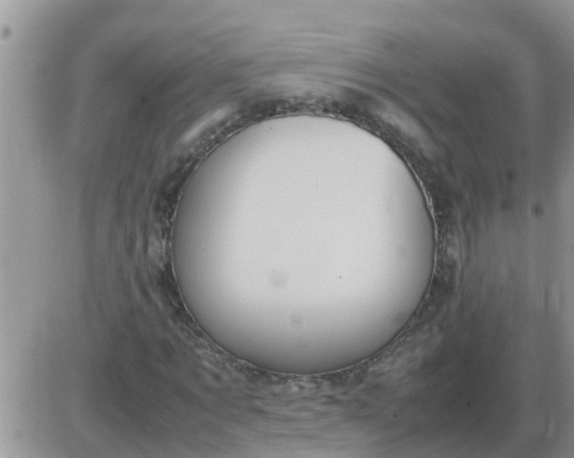 X0000085310869200703231921