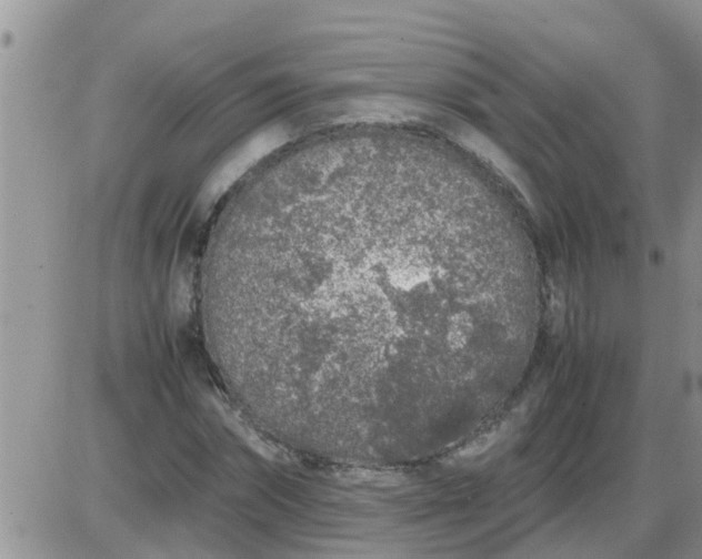 X0000085310874200703231921