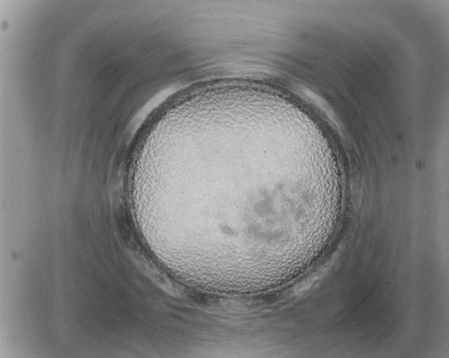 X0000085310875200703231921