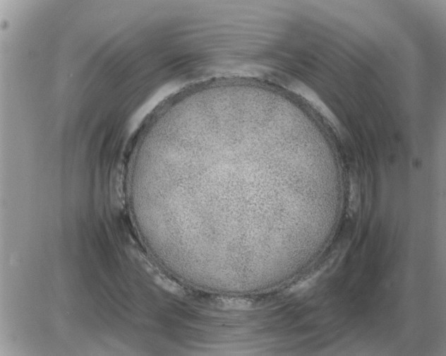 X0000085310878200703231921