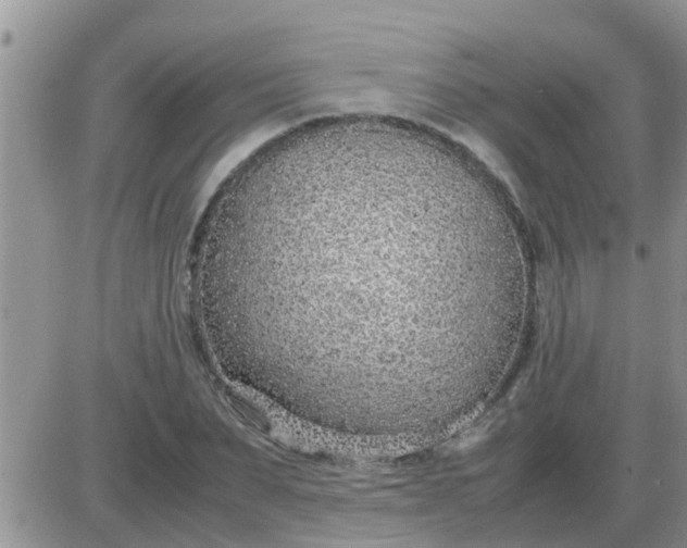 X0000085310879200703231921