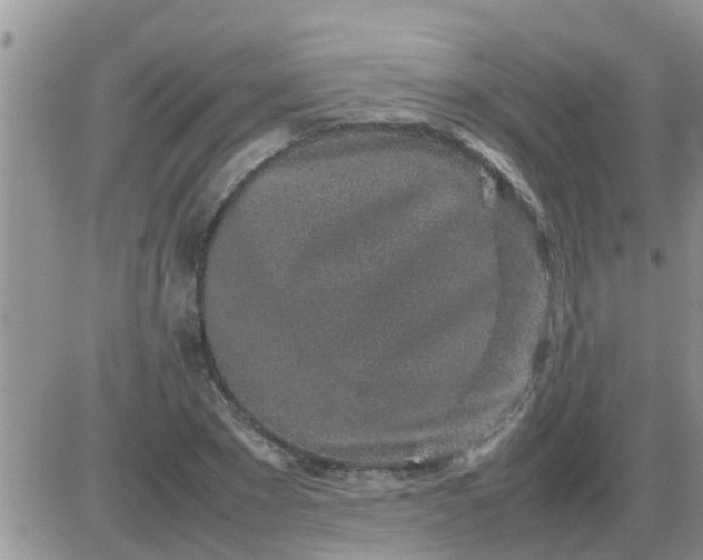 X0000085310881200703231921