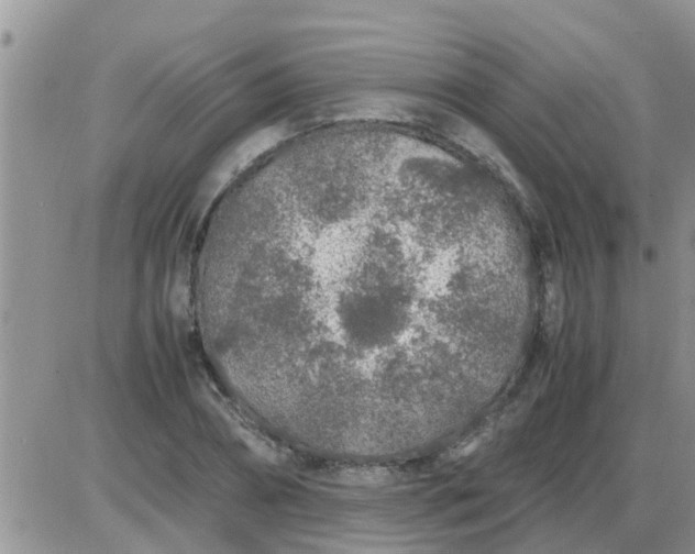 X0000085310882200703231921