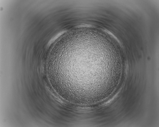 X0000085310921200703231920