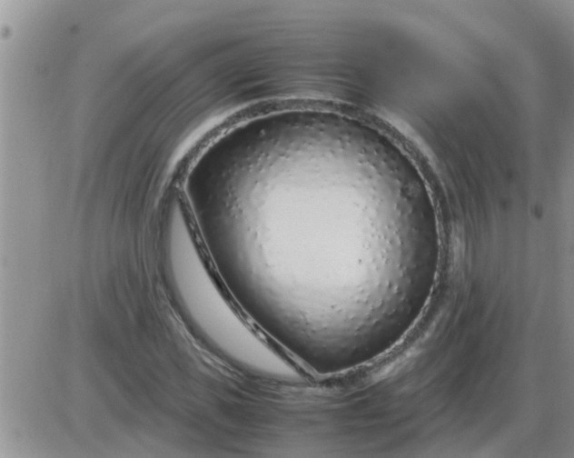 X0000085310925200703231920