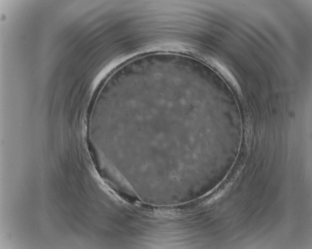 X0000085310944200703231920