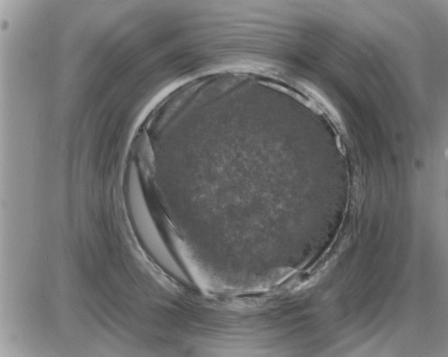 X0000085310948200703231920