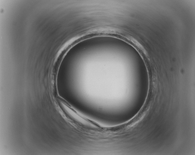 X0000085310981200703231919