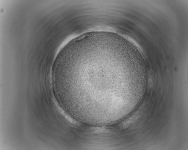 X0000085310990200703231919