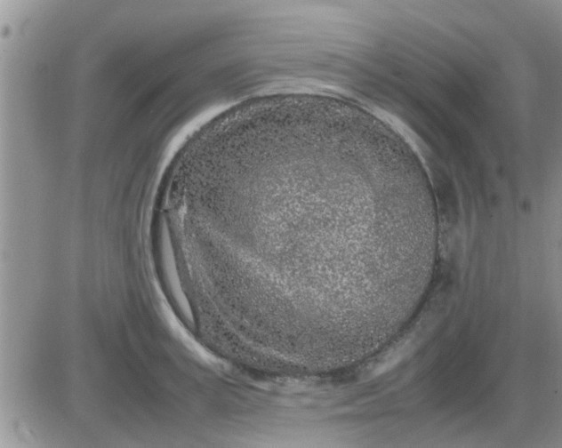 X0000085310995200703231919