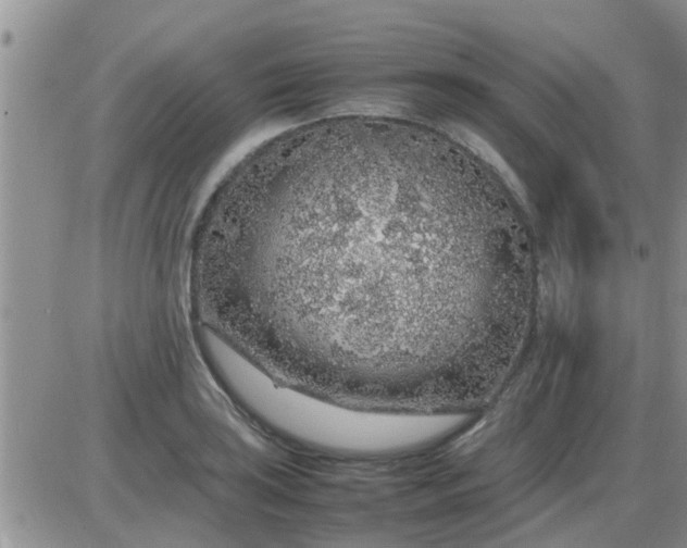 X0000085311035200703231918